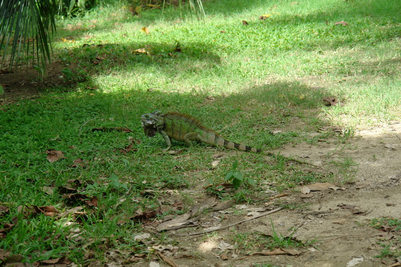     - (St. Croix).